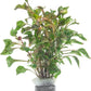 Alternanthera Bettzickiana - Decorative Live Aquatic Plant for Terrariums and Paludariums - (Bettzickiana, 1 Bunch)