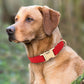 PET ARTIST Soft PU Leather Dog Collar, Bright & Classic Red Dog Collar with Quick Release Rose Metal Buckle, Adjustable Nylon Padded Durable Pet Collars for Medium Dogs Girl, Neck Fit 13-19"