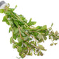 Live Aquarium Stem Plants - Freshwater Aquatic Plant for Fish Tanks, Aquascaping - (Ludwigia Senegalensis, 1 Bunch)