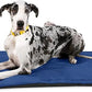 K9 Ballistics Tough Ripstop Dog Crate Pad - Durable & Machine Washable with Non-Skid Bottom and 120-Day Warranty, Fits 54" Wire Crates - XX-Large, Blue Quartz