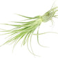 Live Air Plant - Tillandsia Gardneri 5-7” - 5ct - ragnaroc Rare Collectors Indoor Tropical Plant - Live Arrival Guaranteed - House Plants for Home Decor & Gift