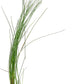 AQUARIUM PLANTS DISCOUNTS Potted Tall Hairgrass by AquaLeaf Aquatics - Easy Aquatic Live Plant