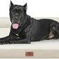 Comfort Expression XXL Dog Bed Waterproof, Extra Large Dog Beds Orthopedic Foam, Washable Dogs Sofa Bed Pet Beds with Removable Cover & Non-Slip Bottom(XX-Large,Beige)