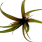 Air Plants - Tillandsia Red Capitata, Large 5-7” - 2 ct - Live Arrival Guaranteed - House Plants for Home Decor & Gift