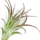 Air Plants - Tillandsia Brachycaulos Multiflora, Jumbo 5-7" - 1 ct - Live Arrival Guaranteed - House Plants for Home Decor & Gift