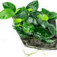 Live Aquarium Plants on Driftwood, Lava Rock, Moss Mat - Freshwater Fish Tank Plants (Anubias Nana Petite, Driftwood (Small))