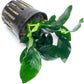 Anubias Live Aquarium Plants - Potted Freshwater Plant for Fish Tanks, Terrariums - Beginner Friendly Low Light (Barteri, 1 Pot)