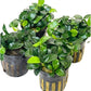 4X Anubias Nana Petite Potted Aquarium Live Plant for Fish Tank Decoration