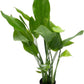 Echinodorus Grandifolius Sword Live Plant for Freshwater Aquariums, Natural Fish Tank Decorations, and Aquatic Decor (1 Pot (2-3 Plants))