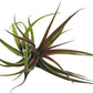 Air Plants - Tillandsia Brachycaulos Abdita, Large 4-6" - 5 ct - Live Arrival Guaranteed - House Plants for Home Decor & Gift