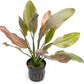 Echinodorus Rose Sword Live Plant for Freshwater Aquariums, Natural Fish Tank Decorations, and Aquatic Decor (1 Pot (2-3 Plants))