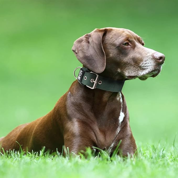 TSPRO Tactical Dog Collar 1.25 Inch Wide Thick Dog Collars with Heavy Duty Metal Buckle, Durable, Strong, Adjustable for Small Dogs (Green S)