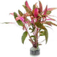 Live Aquarium Red Stem Plants - Freshwater Aquatic Plant for Fish Tanks, Aquascaping - (Alternanthera Reineckii, 4 Bunches)