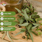 Angel Brand Eucalyptus Leaves 0.25 oz Pouch Pack of 3 - Eucalyptus Has Refreshing Slightly Wood Flavour - Dried Eucalyptus Leaves Commonly Used in Various Dishes, Herbal Tea, Syrups & Savory Dishes