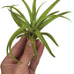 Air Plants - Tillandsia Capitata (Peach), Large 5-7” - 1 ct - Live Arrival Guaranteed - House Plants for Home Decor & Gift