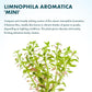Live Plants – Mini Rice Paddy Herb (Limnophila aromatica) – Medium to High Light, Green to Reddish-Purple, Midground Accent – Lead Bunch, 1 Pack