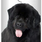 The Blissful Dog Newfoundland Unscented Nose Butter - Dog Nose Butter, 0.50 Ounce