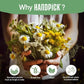 HANDPICK, Good Night Tea Bags (100 Count) Night Time Herbal Tea | Caffeine Free | Floral Blend - Lavender, Chamomile, Peppermint | Natural Tea, Perfect for Bedtime