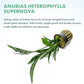Live Jungle Plants - Anubias Heterophylla ‘Supernova’ - Large Leaf Rhizome Plant for Midground to Background Freshwater Aquascapes, Low Light Accent - Pot