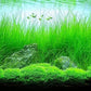 AQUARIUM PLANTS DISCOUNTS Potted Tall Hairgrass by AquaLeaf Aquatics - Easy Aquatic Live Plant
