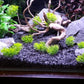 Natural Slate Stone 5 to 7 Inches - USA Sourced and Packaged for Aquascaping Aquariums, Terrariums, Paludariums, Reptile Enclosures, and Gardens (10lbs)