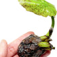 Mainam Nymphaea King Blue Live Aquarium Plant Tropical Water Lilies Tuber for Freshwater Fish Pond Balcony