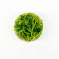 Ultum Nature Systems Echinodorus Magdalenensis Sword Tissue Culture Live Plant for Aquarium, Freshwater Fish Tank, Aquascaping - 100% Snail Free in Vitro