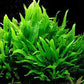 Potted Microsorum Plants - Java Fern | Live Freshwater Aquatic Plants for Aquariums and Terrariums - Low Light, Low Maintenance Plants. (Potted Microsorum Broad)