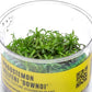 Ultum Nature Systems Downoi Pogostemon Helferi Tissue Culture Live Plant for Aquarium, Aquascape, Freshwater Fish Tanks - 100% Snail Free in Vitro