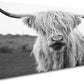 XXMWallArt FC3650 Highland Cow Canvas Art - Black and White Animal Wall Art for Living Room, Bedroom, Office Decor