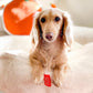 FUZI Luxury Aesthetic Dog Bed for Medium Dogs with Washable Cover, Pet Couch, Pet Bed with Sides, Non-Slip Bottom, Soft and Durable Calming Dog Bed, Faux Rabbit Fur, Medium 31.75x23.6x9.5 Soft White