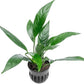 Anubias Live Aquarium Plants - Potted Freshwater Plant for Fish Tanks, Terrariums - Beginner Friendly Low Light (Glabra, 1 Pot)