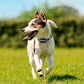 Wireless Dog Fence System, GPS Wireless Dog Collar with 3 Correction Mode, Pet Containment System with AI Smart Signal, Electric Dog Fence Collar for Outdoor Use