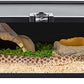 REPTIZOO Small Reptile Tank 20" x 12" x 6" Glass Reptile Terrarium with Top Feeding Habitat for Snake Spider