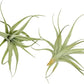 Live Air Plants - Tillandsia Albida 3-5" - 2ct – ragnaroc Live Indoor Plant - Live Arrival Guaranteed - House Plants for Home Decor & Gift