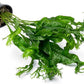 Java Fern Live Aquarium Plants - Potted Freshwater Plant for Fish Tanks - Beginner Friendly, Low Light (Windelov, 3 Pots)