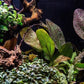Echinodorus Fancy Twist Sword Live Plant for Freshwater Aquariums, Natural Fish Tank Decorations, and Aquatic Decor (1 Pot (2-3 Plants))