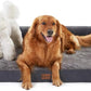 Orthopedic Dog Beds for Extra Large Dogs, Memory Foam Dog Couch Beds with Comfy Bolster, Waterproof Dogs Beds XLarge, Removable Washable Cover and Nonskid Bottom (X-Large, Dark Grey)