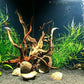 Pogostemon Stellatus Octopus Potted Stems Live Aquarium Plants Freshwater Tank Decoration