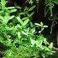 Bacopa Monnieri Moneywort Potted Live Aquarium Decorations Aquatic Plants for Fish Tank by Mainam
