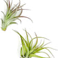 Air Plants - Tillandsia Brachycaulos Multiflora, Jumbo 5-7" - 2 ct - Live Arrival Guaranteed - House Plants for Home Decor & Gift