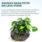 Live Plants – Anubias Nana Petite (Anubias barteri VAR. Nana 'Petite') – Low to Moderate Light, Deep Green Tiny Rounded Leaves, Foreground Placement - Planted Decor, 3 Pack