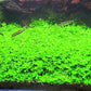 Foreground Potted Live Aquarium Plants | Freshwater Aquatic Plants for Aquariums (Potted Monte Carlo, 3 Pack)