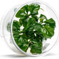UNS Snail Free TC Anubias Golden Coin (Anubias sp.) – Low Light, Bright Green Color, Foreground to Midground Aquarium Placement for Beginner, Rounded Leaf - Tissue Culture, 1 Pack