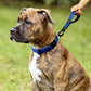 PLUTUS PET Short Dog Leash, Reflective Nylon Padded Handle, Strong Traffic Leash with Carabiner Clip, Perfect for Large or Medium Dogs (10”，Royal Blue)
