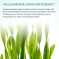 Live Plant - Tall Grass, Corkscrew Vallisneria (Vallisneria Americana 'Contortionist') - Moderate to High Light, Bright Green, Background - Lead Bunch, 4 Pack
