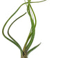 Live Air Plants - Tillandsia Butzii, Jumbo 7-9" - 1ct - Live Arrival Guaranteed - House Plants for Home Decor & Gift
