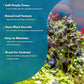 Live Plant - Purple Bacopa (Bacopa salzmannii) - Moderate Care, Moderate to High Light, Purple and Violet Accent, Freshwater Aquatic Plant for Aquascaping - Lead Bunch