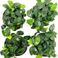 4X Anubias Nana Petite Potted Aquarium Live Plant for Fish Tank Decoration