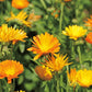 Aromatics International Calendula Hydrosol 100ml | Gentle Aromatic Mist for Daily Use